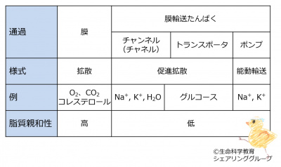 membrane_transport_table_ja.jpg
