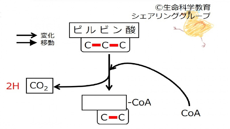 ファイル:Pyruvate-intro4-wb.jpg