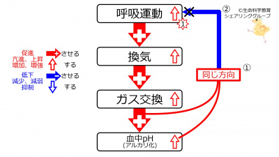 /wiki/images/thumb/4/40/IncVentilationPhWithFeedback.jpg/400px-IncVentilationPhWithFeedback.jpg