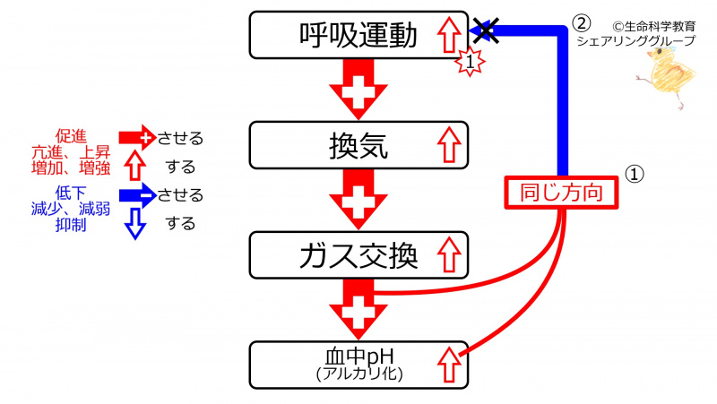 ファイル:IncVentilationPhWithFeedback.jpg