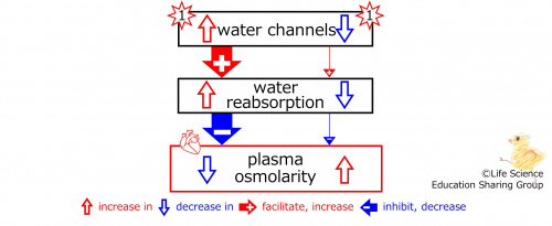 WaterChannelseffectSummaryBasic-Eng.jpg