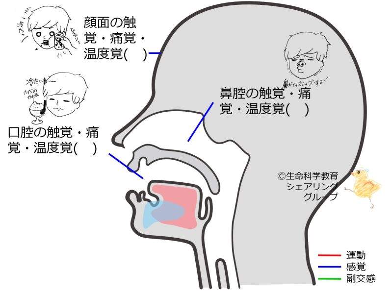 ファイル:Cranial05 1-wb.jpg