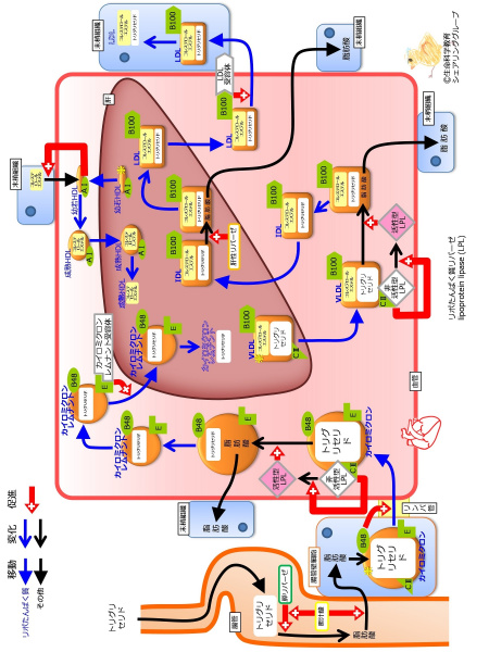 ファイル:LipoProteinSummaryWithApoFlipped-wb.jpg