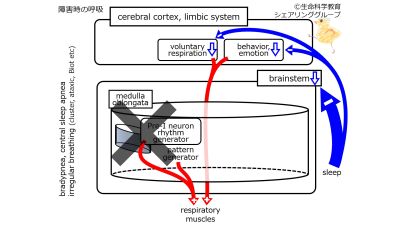 RespiratoryControlMedullaOblongataDamagedAsleep.jpg