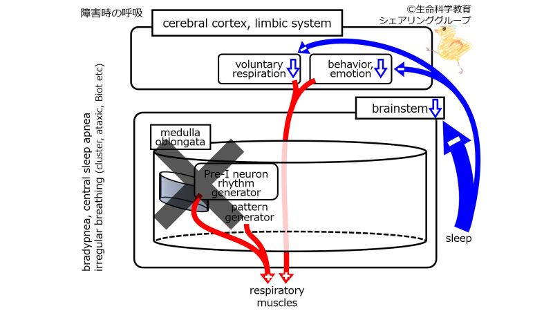 ファイル:RespiratoryControlMedullaOblongataDamagedAsleep.jpg