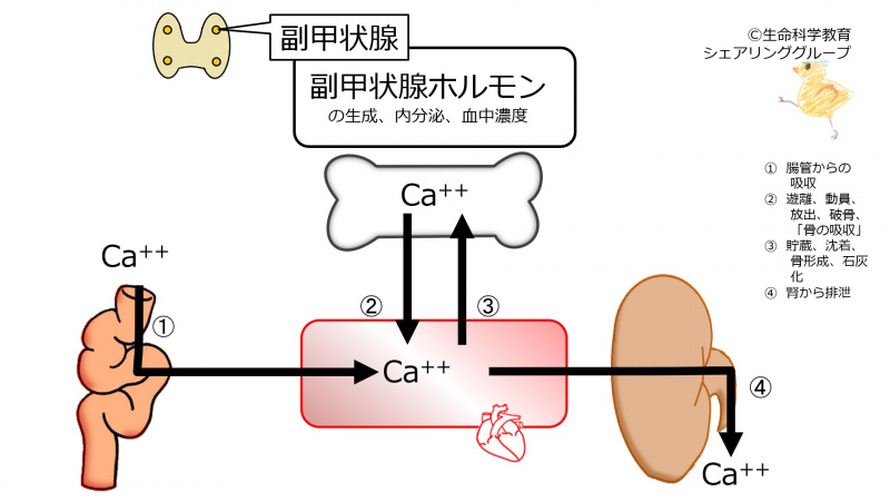 ファイル:PTH-base.jpg