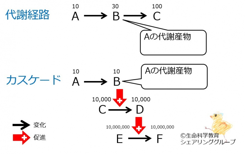 ファイル:カスケード-wb.jpg