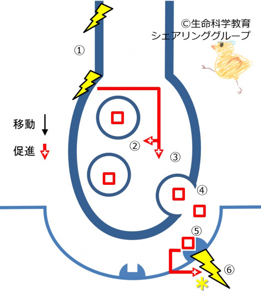 ファイル:03847-wb.jpg