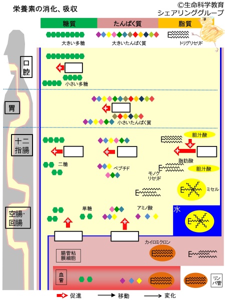 ファイル:04184-wb.jpg