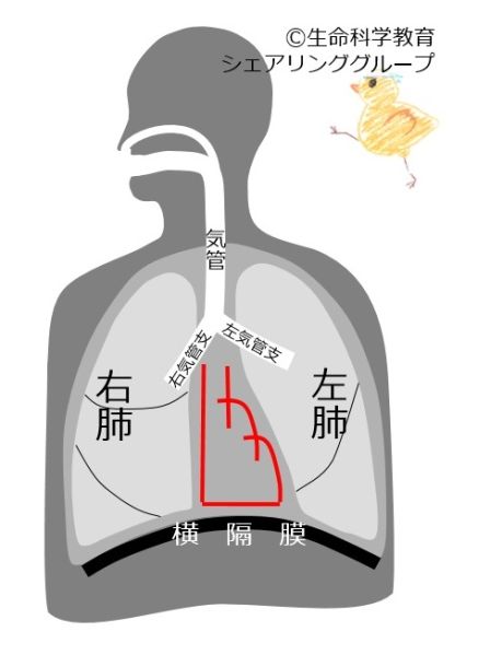 ファイル:Bronchus-angle-wb.jpg