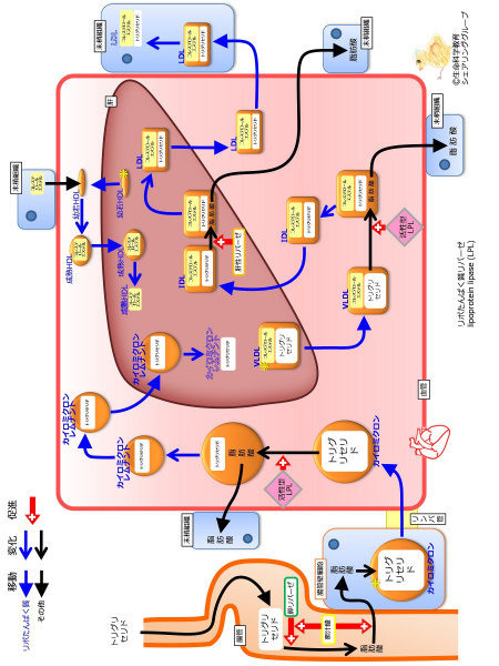 ファイル:LipoProteinSummaryNoApoFlipped-wb.jpg