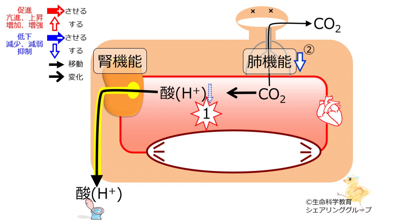 ファイル:PHcompensationAlkalemiaLung-Jpn.jpg