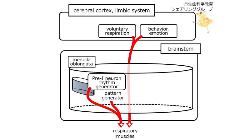 ファイル:RespiratoryControlMedullaOblongataNormal.jpg