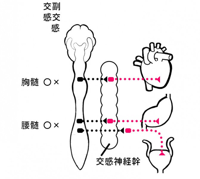 ファイル:SympatheticTrunk.jpg