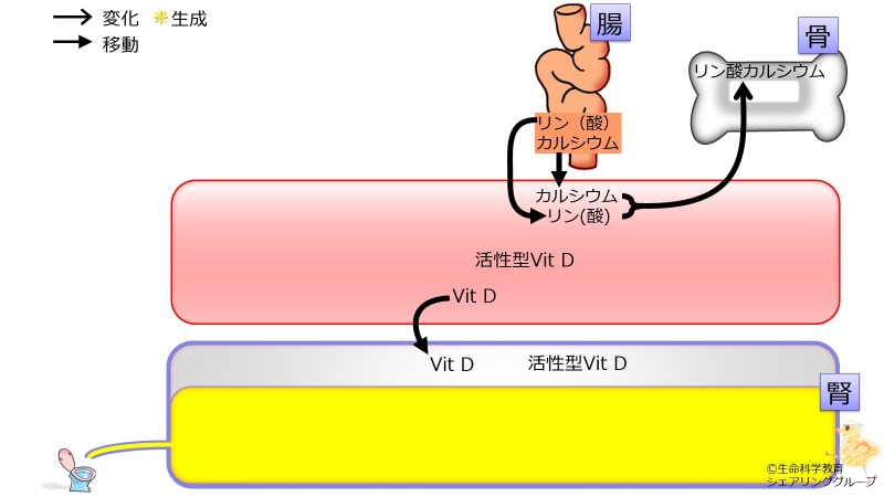 ファイル:03840-wb.jpg