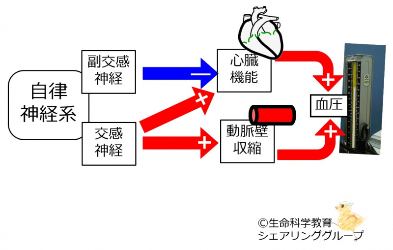 ファイル:04533.jpg