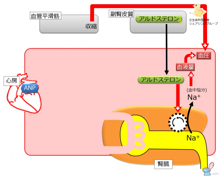 ファイル:BeforeAnp-wb.jpg