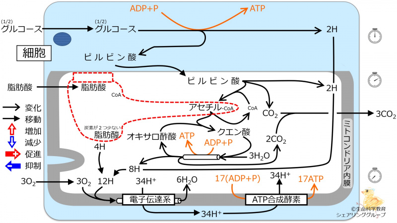 ファイル:BetaOxydation-wb.jpg