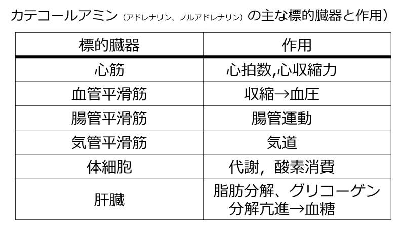 ファイル:CatecholamineEffectsBasic-Jpn-wb.jpg