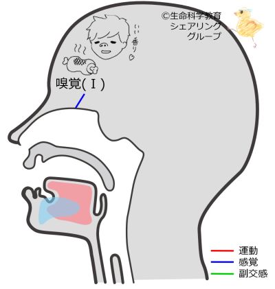 Cranial01.jpg