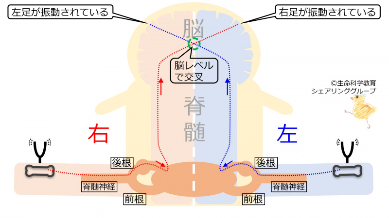 ファイル:SpinalCordVibrationDecussate-wb.jpg