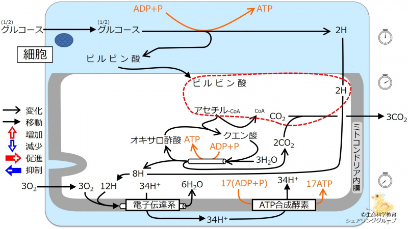 ファイル:エネルギー代謝 全体像2-wb.jpg