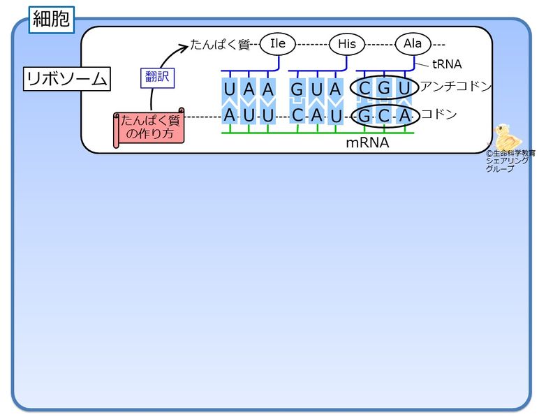 ファイル:リボソーム.jpg