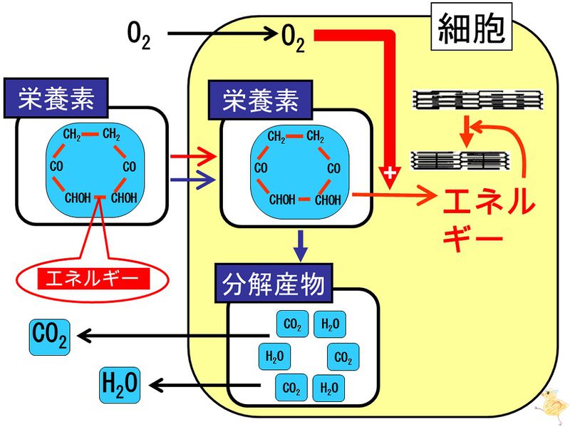 ファイル:03726.jpg