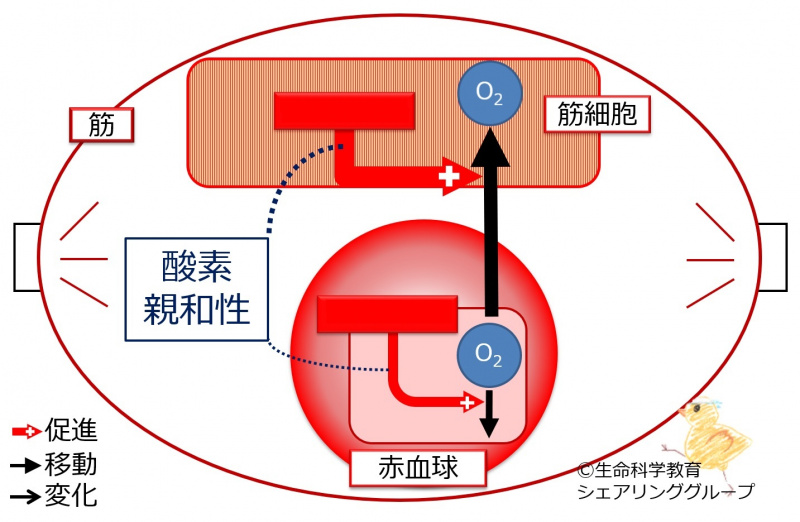 ファイル:04072-wb.jpg