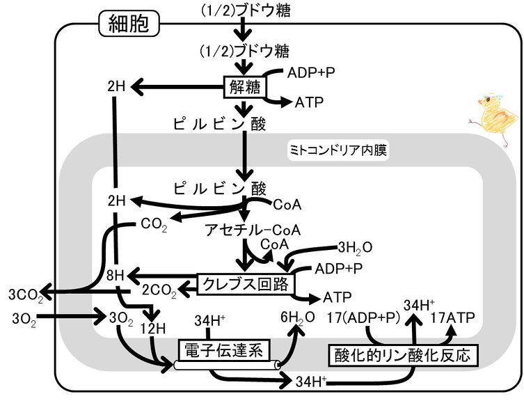 ファイル:04368.jpg