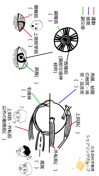 ファイル:Cranial-summary-eyes-flipped-wb.jpg