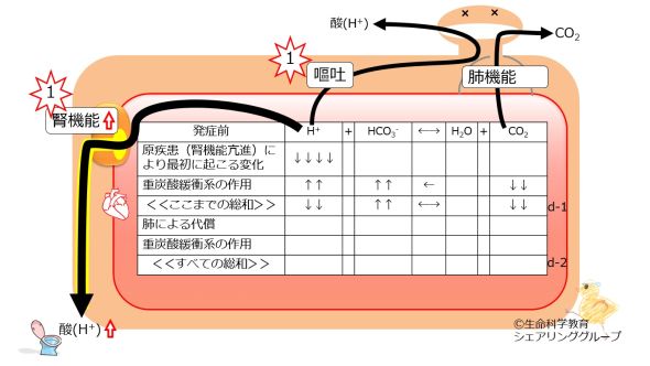 /wiki/images/thumb/4/4a/Metabolic-alkalosis-no-compensation.jpg/590px-Metabolic-alkalosis-no-compensation.jpg