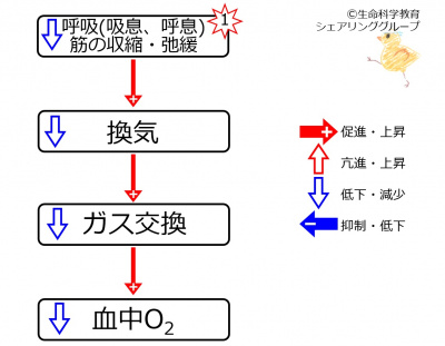 Respiratory effecton o2.jpg