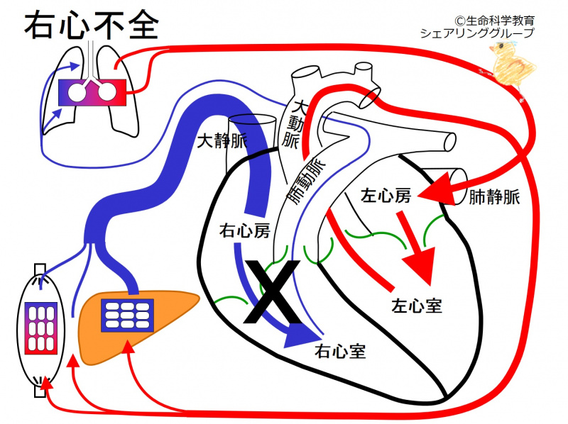 ファイル:02498-wb.jpg