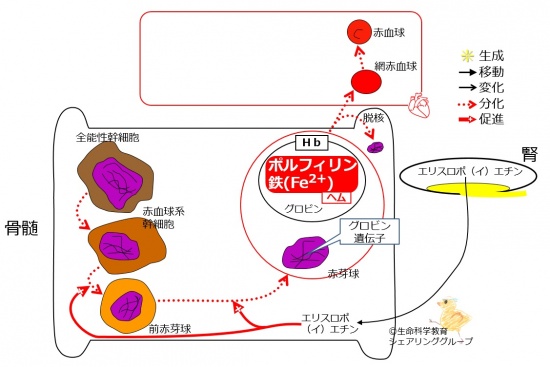 EPO-basic.jpg