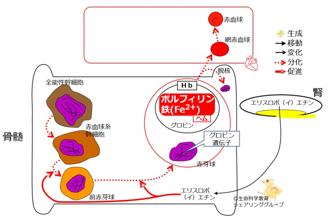 EPO-basic.jpg