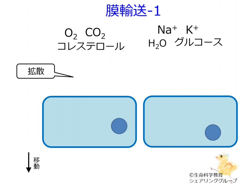 ファイル:Membrane diffusion ja-wb.jpg