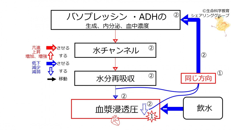 ファイル:WaterIntakeDuringBasicFeedbackToADH-Jpn-wb.jpg