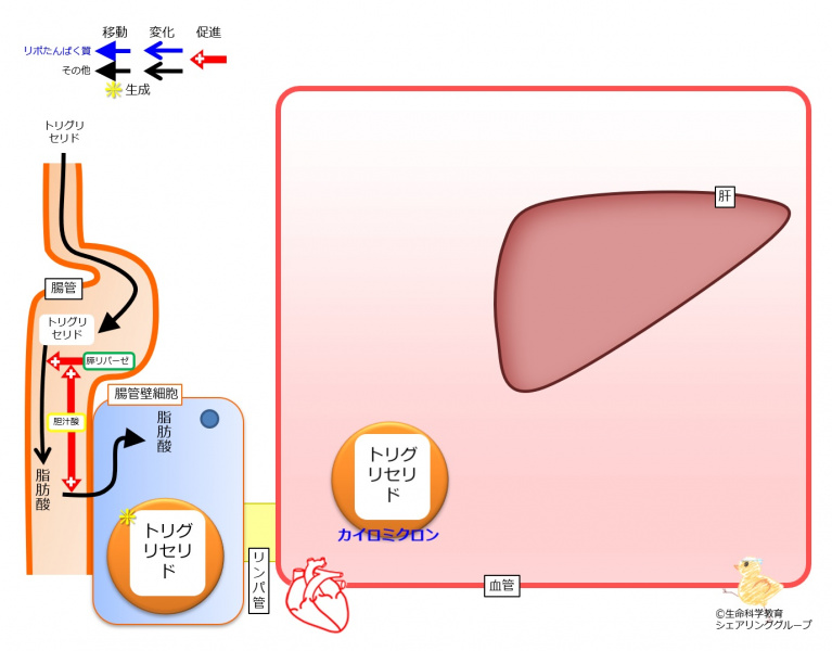 ファイル:Chylomicron-generation-move-wb.jpg