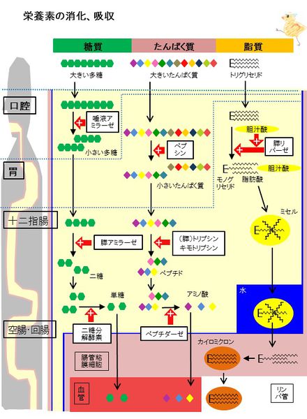 ファイル:03436.jpg
