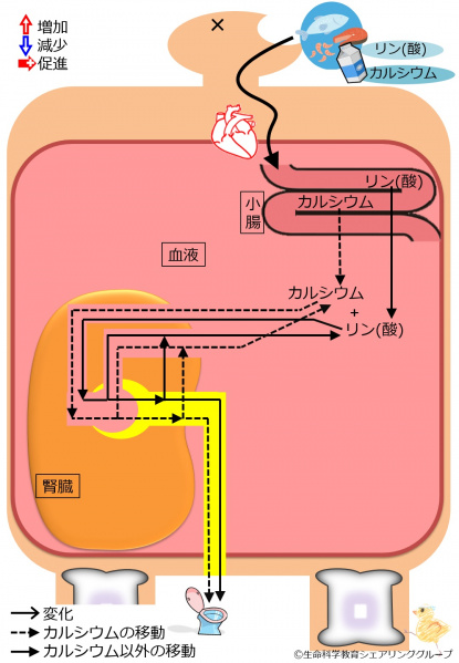 ファイル:04435-wb.jpg