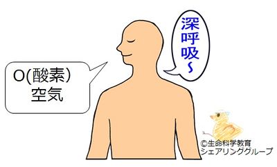酸素.jpg