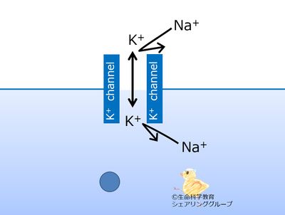 Kchannel_specificity.jpg