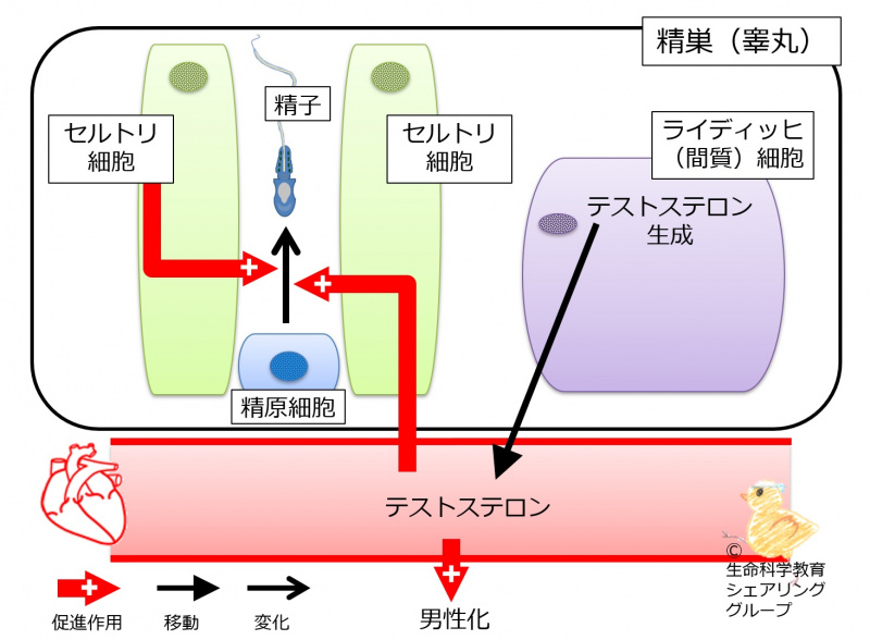 ファイル:TestisCells.jpg
