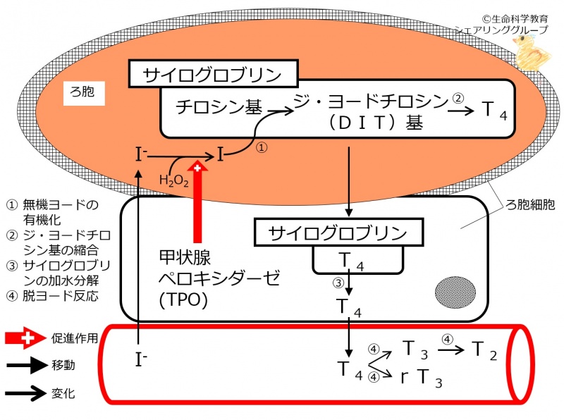 ファイル:00776.jpg