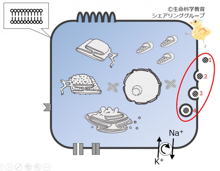 ファイル:04041-wb.jpg