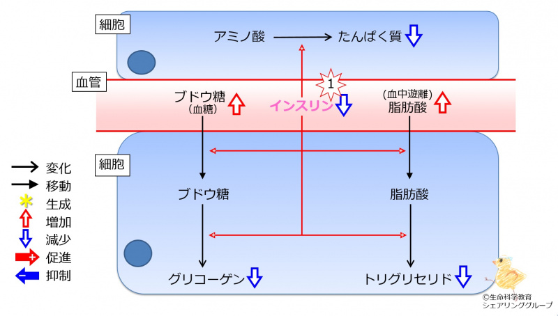 ファイル:Insulin2TGandProteinDec.jpg