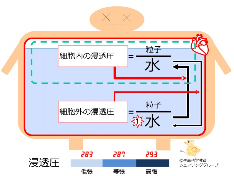 ファイル:浸透圧 低下-wb.jpg