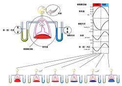 /wiki/images/thumb/5/50/RespCycleBasicSummary-Jpn.jpg/250px-RespCycleBasicSummary-Jpn.jpg
