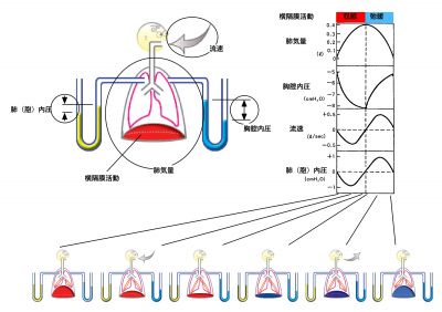 /wiki/images/thumb/5/50/RespCycleBasicSummary-Jpn.jpg/400px-RespCycleBasicSummary-Jpn.jpg